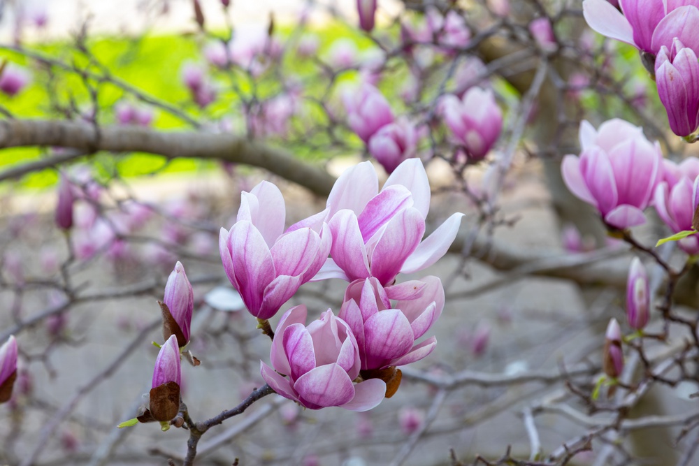 Preuzimanje poklon bonova za sadnice cvijeća i kartice s popustima za iznajmljivače